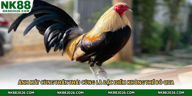 Ánh mắt cùng thần thái cũng là đặc điểm không thể bỏ qua