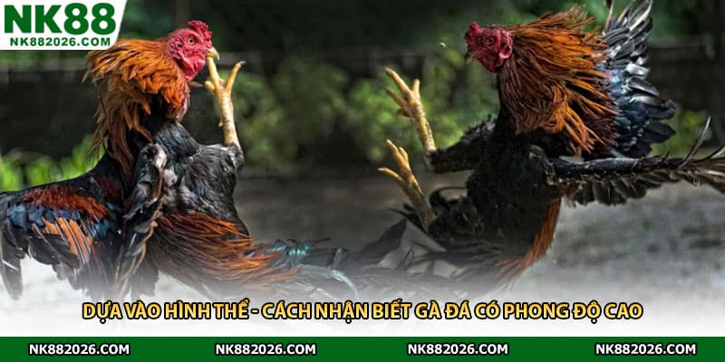 Dựa vào hình thể - cách nhận biết gà đá có phong độ cao