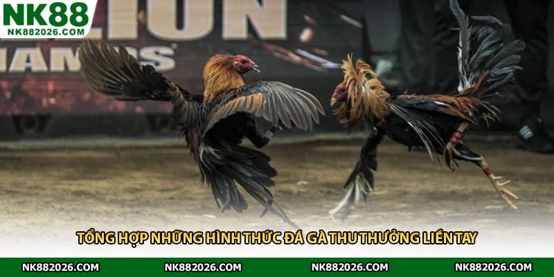 Tổng hợp những hình thức đá gà thu thưởng liền tay